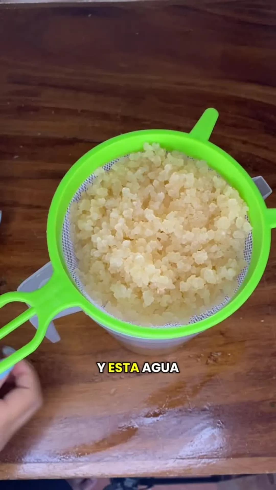 Los hongos tibetanos o bulgaros de agua es una bebida probiotica y rica